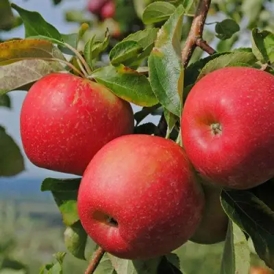 Яблоня ГАЛА МАСТ в Светлогорске