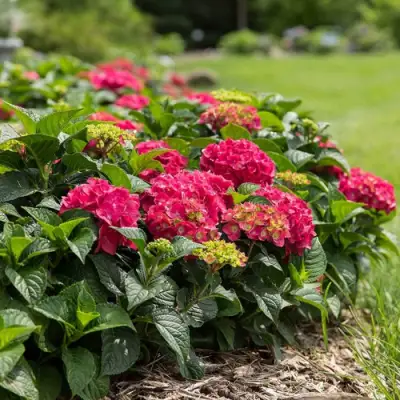 Гортензия ЭНДЛЕСС САММЕР ЛАВ крупнолистная в Светлогорске