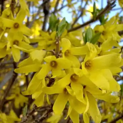 Форзиция ФОРЧУНА в Светлогорске