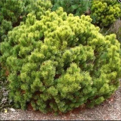 Ель ДАНС ДВАРФ обыкновення в Светлогорске