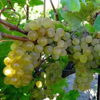 Виноград КРИСТАЛЛ в Светлогорске