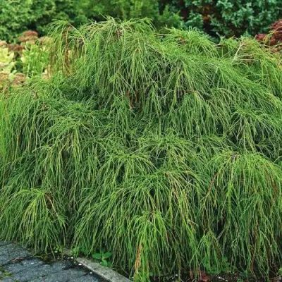 Кипарисовик ФИЛИФЕРА НАНА горохоплодный  в Светлогорске