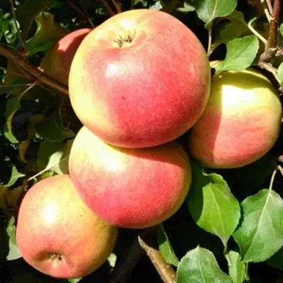 Яблоня ЭМБАССИ в Светлогорске