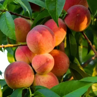 Персик ЗОЛОТОЙ ЮБИЛЕЙ в Светлогорске