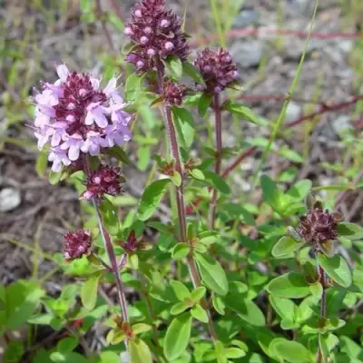 Тимьян яйцевидный в Светлогорске
