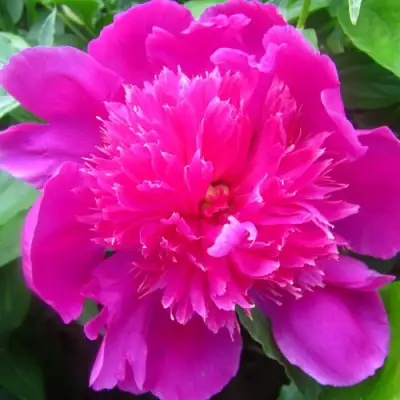 Пион РОЗОВЫЙ БУДДА травянистый в Светлогорске