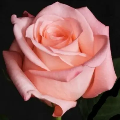 Роза АНГАЖЕМЕНТ чайно-гибридная в Светлогорске