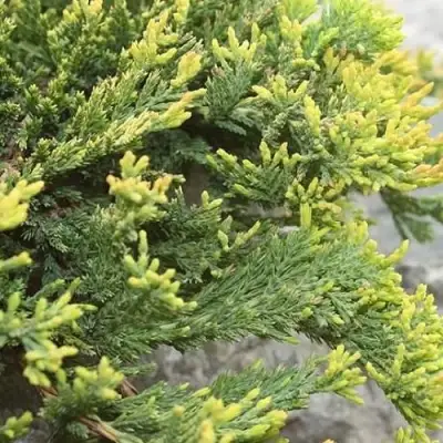 Можжевельник ГОЛДЕН КАРПЕТ горизонтальный  в Светлогорске
