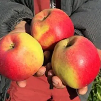 Яблоня СОКОЛОВСКОЕ стелющаяся в Светлогорске