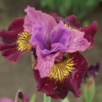 Ирис МИСС ЭППЛ сибирский в Светлогорске