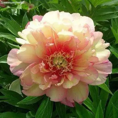 Пион ДЖУЛИЯ РОУЗ ито-гибрид в Светлогорске