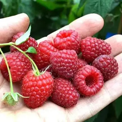 Малина ХИМБО-ТОП в Светлогорске