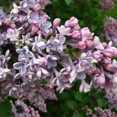 Сирень КОНДОРСЕ в Светлогорске