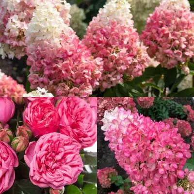 Комплект МАЛИНОВЫЙ ДЕСЕРТ в Светлогорске