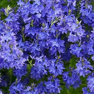 Вероника РОЯЛ БЛЮ большая в Светлогорске