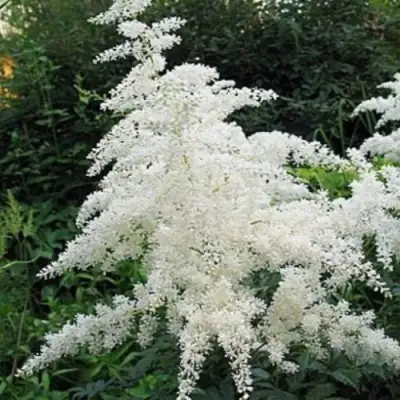 Астильба БРАУТШЛЕЙЕР Арендса в Светлогорске