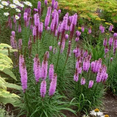 Лиатрис РОЗЕА колосковая в Светлогорске