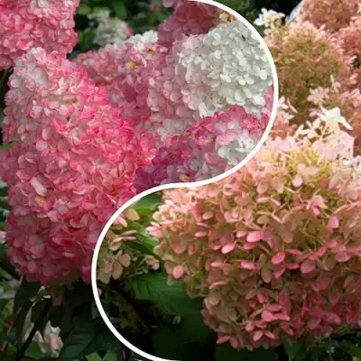 Комплект МАЛИНОВЫЙ ЗАКАТ в Светлогорске