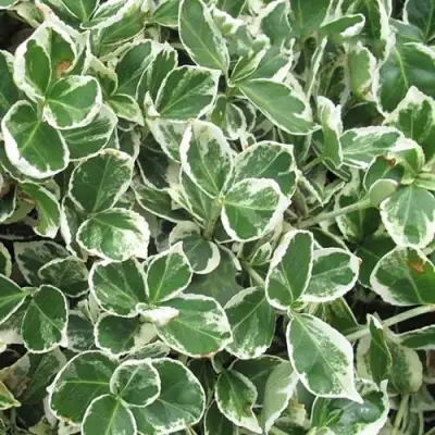 Бересклет ЭМЕРАЛЬД ГАИТИ форчуна  в Светлогорске