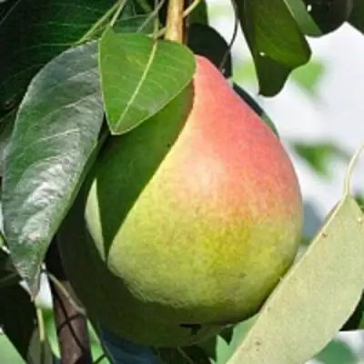 Груша ТАТЬЯНА в Светлогорске