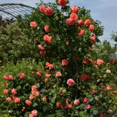 Роза ДИ ДИ БРИДЖУОТЕР плетистая в Светлогорске