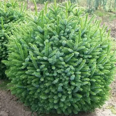 Ель НАНА сербская в Светлогорске