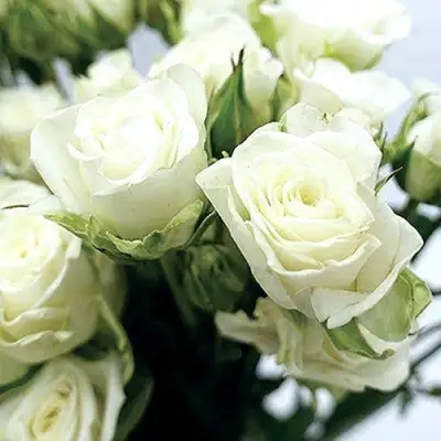 Роза СНОУФЛЕЙК спрей в Светлогорске