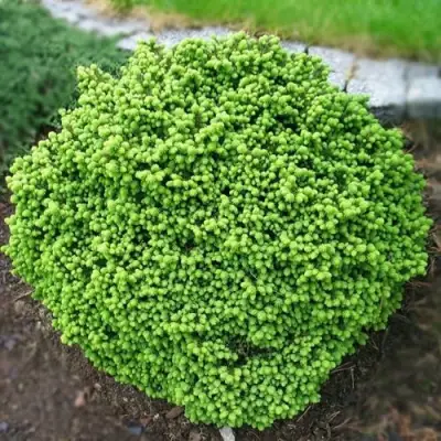 Ель ЛИТЛ ДЖЕМ обыкновенная в Светлогорске