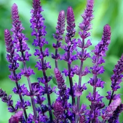 Шалфей КАРАДОНА в Светлогорске