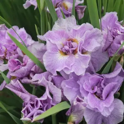 Ирис ХЭВИНГ ФАН сибирский в Светлогорске