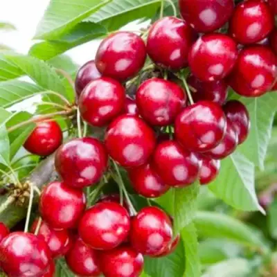 Вишня МАЛЮТКА колонновидная в Светлогорске