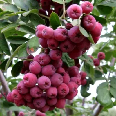 Рябина ТИТАН сладкоплодная  в Светлогорске