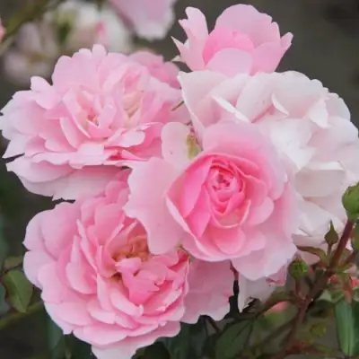 Роза БОНИКА флорибунда в Светлогорске