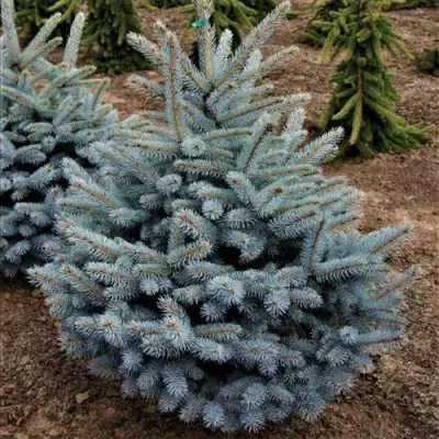 Ель МИСТИ БЛЮ голубая в Светлогорске