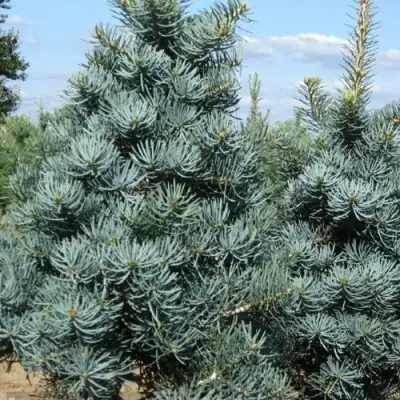 Пихта КОНКОЛОР в Светлогорске