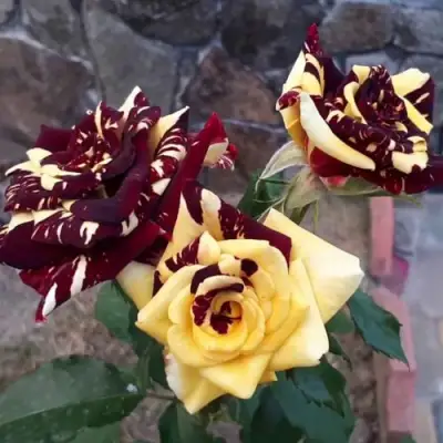 Роза АБРАКАДАБРА чайно-гибридная в Светлогорске