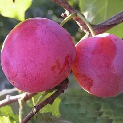 Слива ДЕЛИКАТНАЯ в Светлогорске