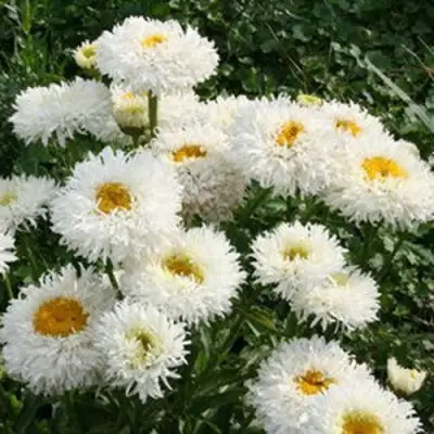 Нивяник КРЕЙЗИ ДЕЙЗИ наибольший в Светлогорске