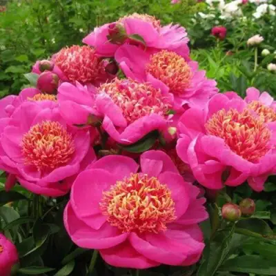 Пион ДОРИН травянистый в Светлогорске