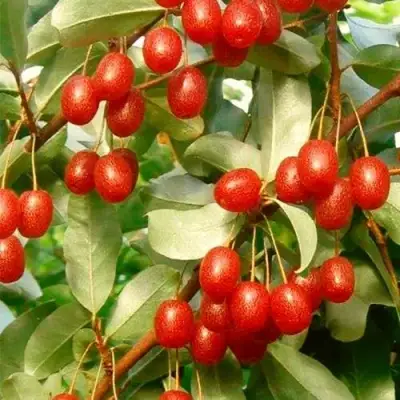 ГУМИ (ЛОХ МНОГОЦВЕТКОВЫЙ) в Светлогорске