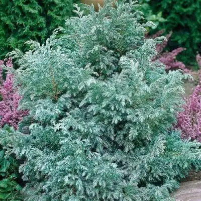 Кипарисовик БУЛЕВАРД горохоплодный в Светлогорске