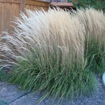 Вейник КАРЛ ФОРСТЕР остроцветковый в Светлогорске