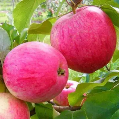 Яблоня РОЗОВЫЙ НАЛИВ в Светлогорске
