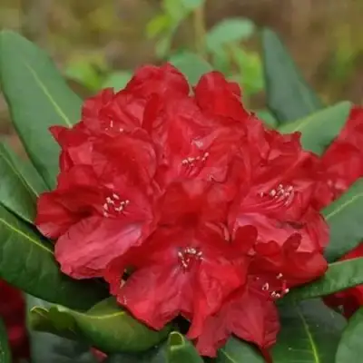 Рододендрон БУЗУКИ в Светлогорске