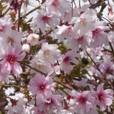 Сакура МИКИНОРИ в Светлогорске