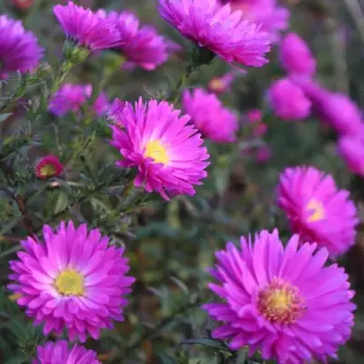 Астра КАРМИНКУППЕЛЬ в Светлогорске