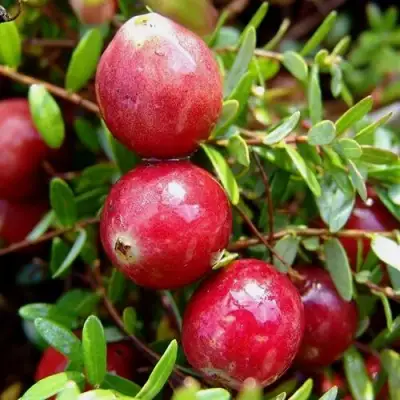 Клюква СТИВЕНС в Светлогорске