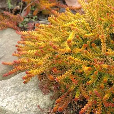 Водяника БЕРНШТЕЙН черная в Светлогорске