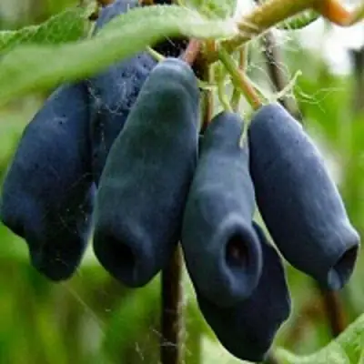 Жимолость съедобная НАРЫМСКАЯ в Светлогорске