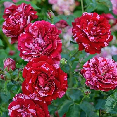 Роза ДИП ИМПРЕШН флорибунда в Светлогорске